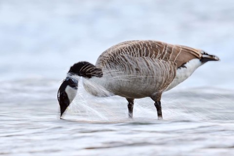 A Canada goose (Branta canadensis) foraging in the water, North Rhine-Westphalia, Germany
