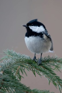 Coal tit, parus ater, periparus ater, pine tit, birds, high size, portrait format, tits, passeri,