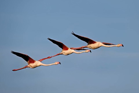 Three greater flamingos (Phoenicopterus roseus), in flight, Camargue Regional Nature Park, southern