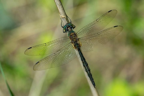 Spotted emerald dragonfly, somatochlora flavomaculata, yellow-spotted emerald, anisoptera,