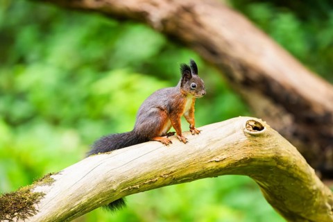 Red squirrel (Sciurus vulgaris) sitting on an old wrotten tree trunk in a forest, Bavaria, Gernany
