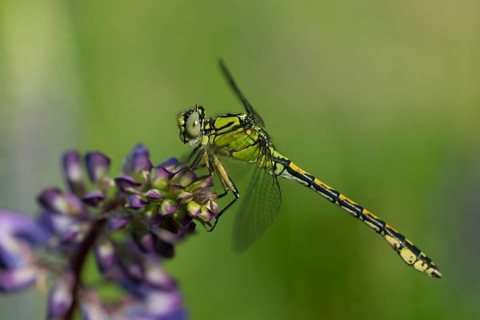 Green culbtail, green snaketail, green wedge, ophiogomphus cecilia, anisoptera, damselflies,
