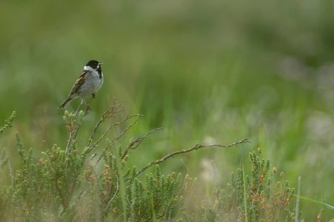 Reed bunting (Emberiza schoeniclus) adult bird singing from a bush, England, United Kingdom