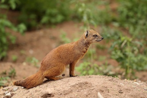 A mongoose sits alertly on a mound of earth in its natural habitat, a fox mongoose (Cynictis