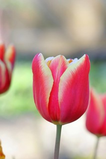 Tulip blossom (Tulipa), yellow-red blossom, in a garden, close-up, inflorescence, early bloomer,