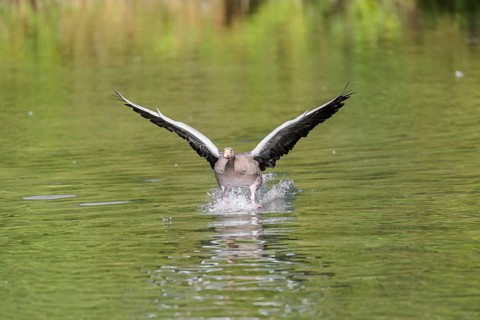 An adult greylag goose (Anser anser) lands on a lake on a sunny day. Bavaria, Germany
