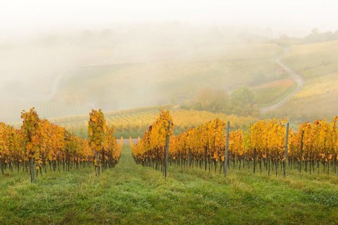 Vineyards in fog with yellow autumn leaves and green meadows, Korb im Rems Valley,