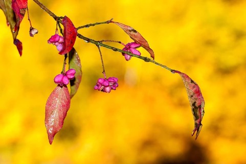 Celastraceae, Euonymus europaea, European Spindle, Common Spindle, Common Spindle, Common Spindle,