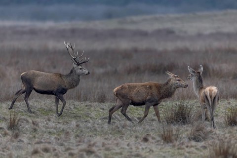The red deer (Cervus elaphus), still bearing its antlers, follows its older counterpart—which has