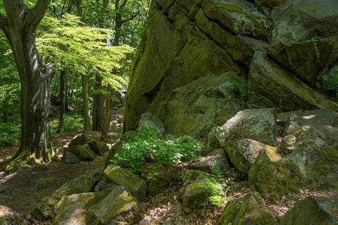 Rocks in green beech forest, Ore Mountains, Czech Republic, May 2024