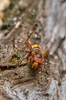 European hornet (Vespa crabro) searching for food on an old tree trunk. Detailed macro wildlife