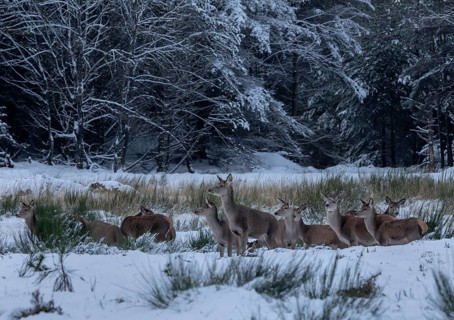 Red deer (Cervus elaphus) with their fawns on a very cold winter's morning, winter, snow, cold,