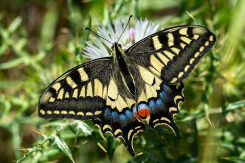 Granelli, Italy, Pantani Cuba and Longarini, Papilio Machaon, Swallowtail, Swallowtail, Migratory