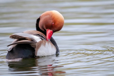 Common duck, netta rufina, red-crested pochard, anatidae, birds, ducks, duck birds, plumage care,