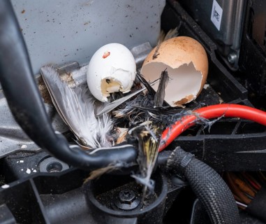 Engine compartment, engine of a passenger car with remains of prey of a stone marten (Martes