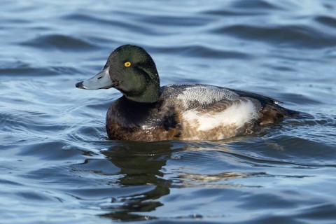 Scaup (Aythya marila) adult bird on a lake, England, United Kingdom