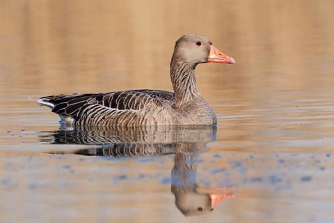 Greylag goose (Anser anser), swimming with its reflection, North Rhine-Westphalia, Germany