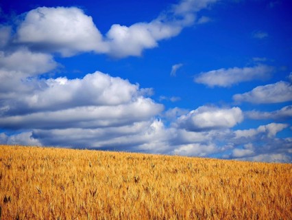A golden cornfield under a bright blue sky with white clouds, summer near Kronach, Frankenwald