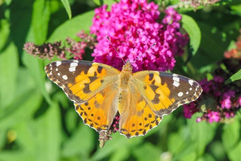 A painted lady (Vanessa cardui) feeding on nectar from a butterfly bush (Buddleja davidii) in a