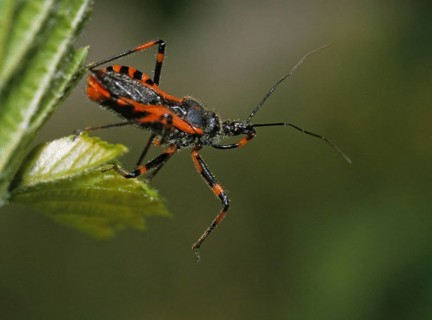 Heteroptera, murder bug, predatory bug, red assassin bug, reduviidae, rhynocoris iracundus, red