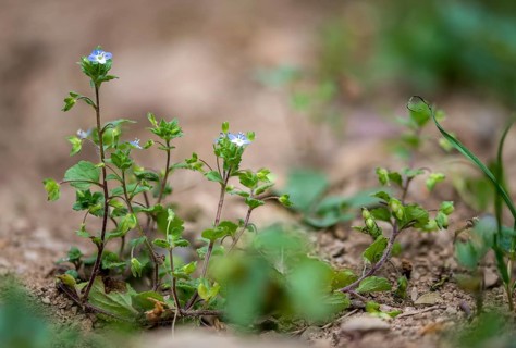 Brownroot, Persian speedwell, Persian honorary prize, plantaginaceae, scrophulariaceae, Veronica