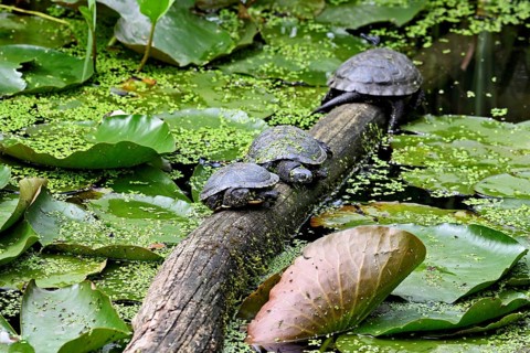 A group of European pond turtles (Emys orbicularis) sitting on a tree trunk in a pond, Switzerland