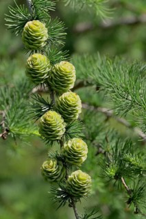 European larch (Larix decidua), branch with green cones, North Rhine-Westphalia, Germany