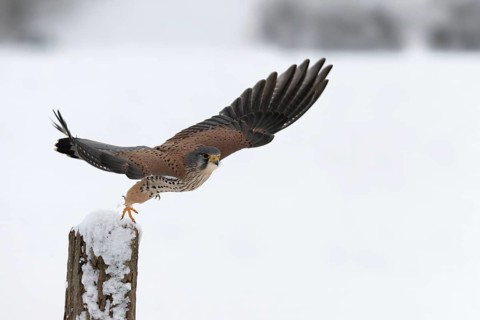 Kestrel (Falco tinnunculus) in the snow, Bitburg, Rhineland-Palatinate, Germany