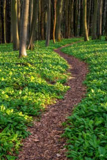 A winding footpath winds its way through green wild garlic (Allium ursinum) in a deciduous forest