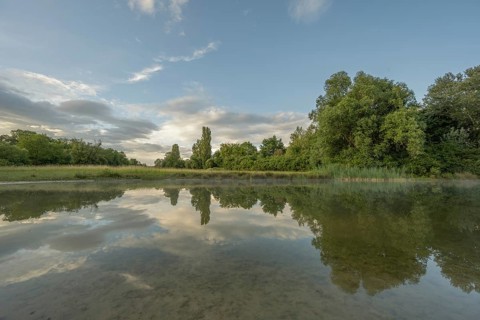 There are trees near a pond. Her reflection can be seen in calm water. There are a few clouds in