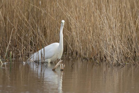 Great white egret (Ardea alba) adult bird in water on the edge of a reedbed, England, United