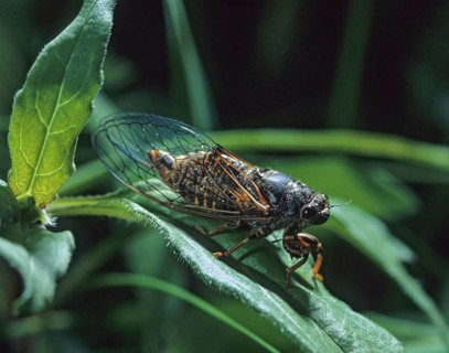 Mountain cicada, cicadetta montana, New Forest cicada, insects, lions, cicadas