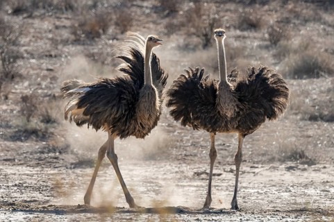 Two females, common ostrich (Struthio camelus) fluffed up up, Kgalagadi Transfrontier National