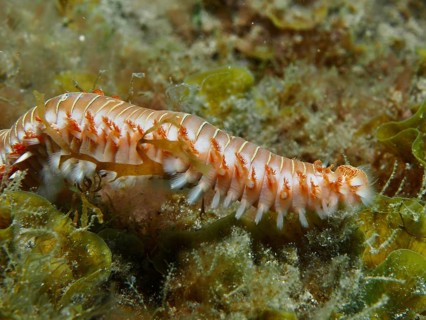 A fire-spurt worm (Hermodice carunculata) moves through an algal-covered seabed, dive site at the