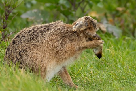 European brown hare (Lepus europaeus) adult animal washing its ear in grassland, England, United
