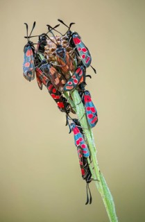 Carniolane burnet, eastern burnet moth, esparset ram, Carniola ram, zygaena carniolica, blood