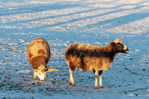 Two female Jacob sheep (Ovis ammon F. aries) are grazing on a snow-covered meadow at sunrise.