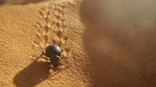 A black beetle (asbolus verrucosus) crawling over the desert sand, leaving fine tracks, Merzouga,