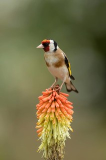 European goldfinch (Carduelis carduelis) adult bird on a garden Red hot poker (Kniphofia spp.)