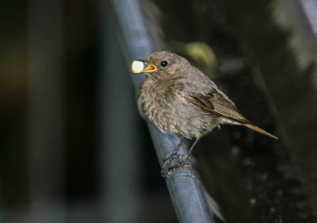 Black redstart, house redtail, Phoenicurus ochruros, birds, feeding, female, feeding, leo, passeri,