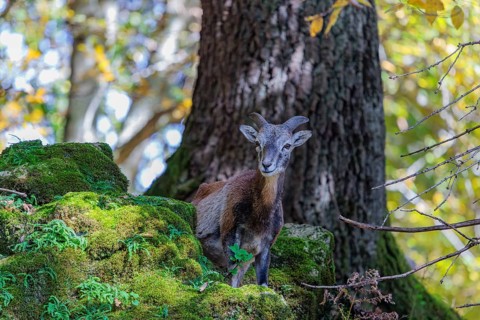 A female European mouflon (Ovis aries musimon) stands in a forest on a rocky slope, in the