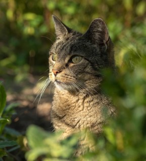 Carnivora, Felis Silvestris forma catus, domestic cat, predators, cat, domesticated animals, pet,