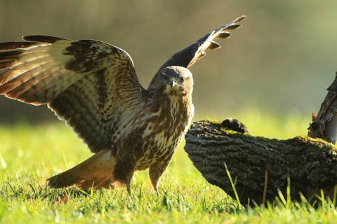 A buzzard spreads its wings over a meadow and a tree trunk, ready to take departure, common buzzard