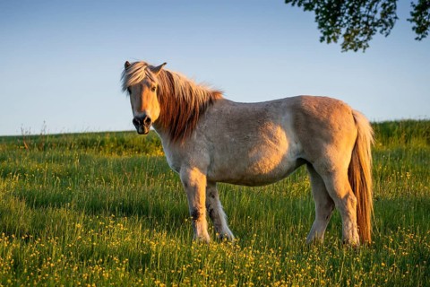 Fjord horse (Fjord pony, Norwegian), mare, evening light, meadow, pasture