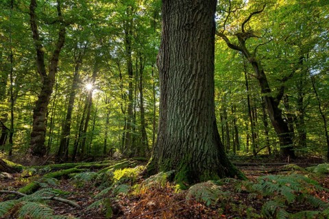 Atmospheric forest scene, the sun shines through the green canopy of leaves onto the trunk of a