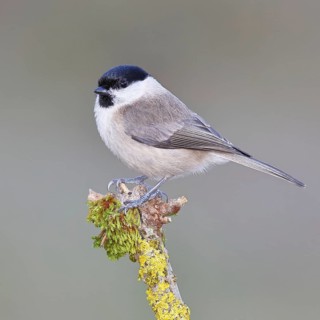 A marsh tit (Parus palustris) perched on moss-covered deadwood, Wilnsdorf, North Rhine-Westphalia,