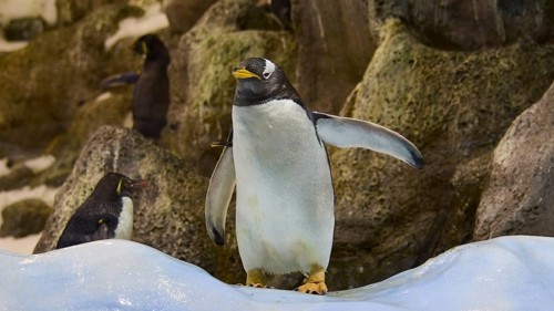 A penguin standing on a snowy rock in a natural environment, Planet Penguin, Penguin
