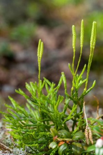 Bearlobe family, Diphasiastrum complanatum, Finland, flatbear lobe, common flatbear lobe,