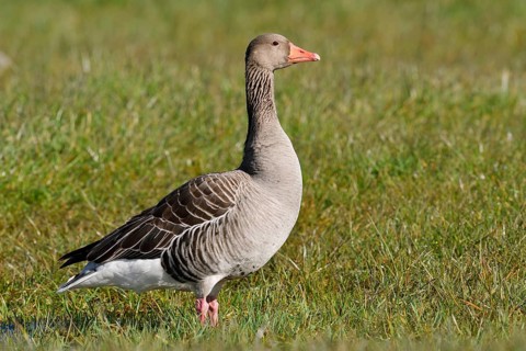 A greylag goose (Anser anser) stands in a wet meadow, North Rhine-Westphalia, Germany