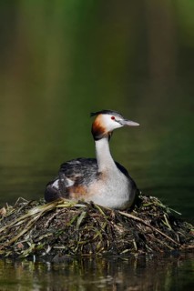 A great crested grebe (Podiceps cristatus) sitting on its nest whilst incubating its eggs, North